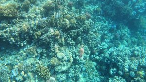 Makadi Bay Hurghada SNORKELING Ägypten. красное море. Prima Life Makadi. coral reef