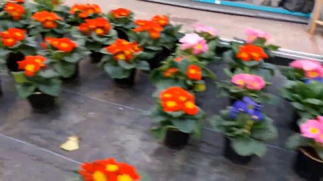 Торговый центр цветов.Голландия, страна цветов! смотреть онлайн