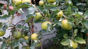 Яблоня Джунами (Юнами) описание сорта и урожай