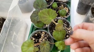 БЕГОНИЯ КЛУБНЕВАЯ ИЗ СЕМЯН. ЧЕРЕНКИ КЛУБНЕВОЙ БЕГОНИИ. БЕГОНИЯ ВЕЧНОЦВЕТУЩАЯ. ОБЗОР НА НАЧАЛО ЯНВАР