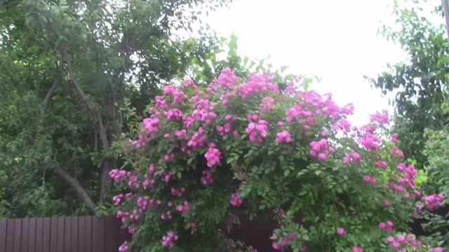 Цветущая роза на арке..mp4 смотреть онлайн