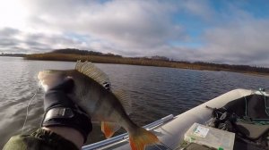 Истринское водохранилище. Ловля окуня спиннингом на мелководье