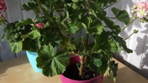 Розебудная пеларгония Apple Blossom Rosebud (герань Эппл Блоссом)