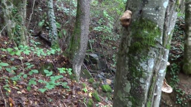 Каштаны съедобные - богатство лесов Лазаревского! Осень 2015 год. смотреть онлайн