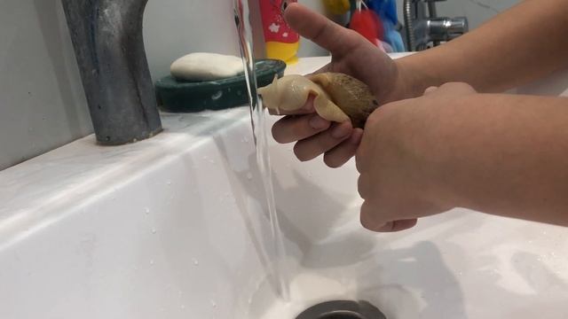 Купание улиток ахатина Майя и Анджела смотреть онлайн