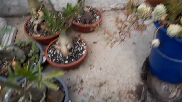 #SUCULENTADESOL HAKUHOU fácil de cultivar no meu #JARDIM смотреть онлайн