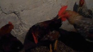 Петухи на откорм.