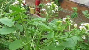 ЖЕРУХА лекарственная (Nastúrtium officinále)-салатное растение против ПОДАГРЫ.