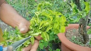 konting tips sa pag aalaga ng bougainvillea dapat malaman mo ito.