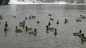 Утки на Молодёжной в Перми