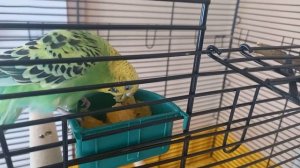 Что нужно для попугая на первые дни дома/вообще