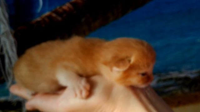 Сегодня котенок открыл глазки смотреть онлайн