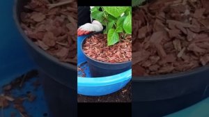 Зачем мульчировать гортензию в горшке?