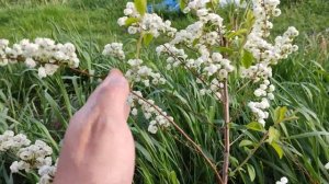 Спирея сливолистая махровая. Спірея сливолиста махрова. Spiraea prunifolia plena