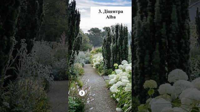 Ландшафтний дизайн Декоративні рослини #55 #квіти #клумба #рослини #благоустрій #ландшафт #львів смотреть онлайн