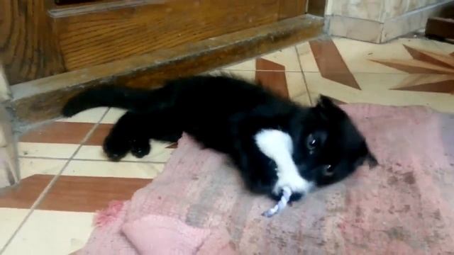 Котенок шотландский вислоухий поймал мышку.Шипит и фырчит! Опасная зверюга!! смотреть онлайн
