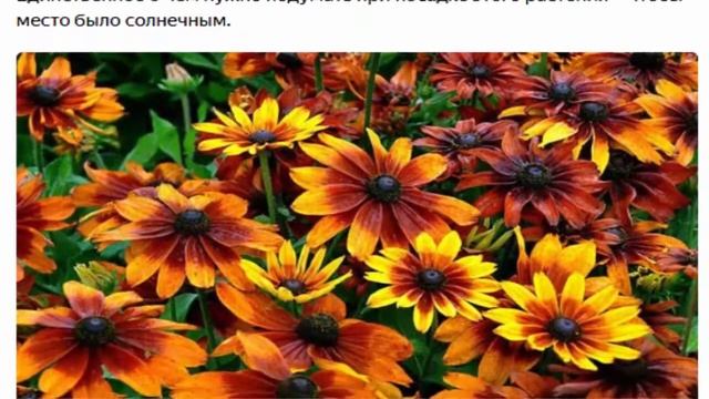 Самые красивые и неприхотливые многолетники для сада смотреть онлайн