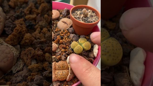Los lithops son la MAMÄDA