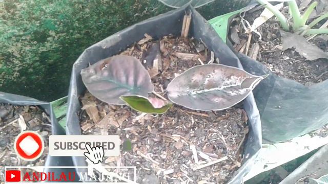 UPDATE HARGA ALOCASIA 2021 # BABY ALOCASIA CUPREA AND ALOCASIA INFERNALIS# смотреть онлайн