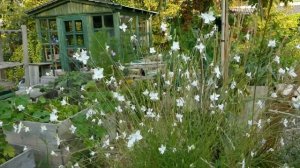 Gaura lindheimeri 'Whirling Butterflies'