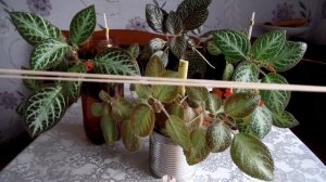 Фитильный полив эписций. Удобен в летнее жаркое время.Особенно когда вы в отпуске!