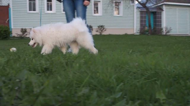 Щенок самоеда Оберег Документы РКФ . ПРОДАЕТСЯ!!! смотреть онлайн