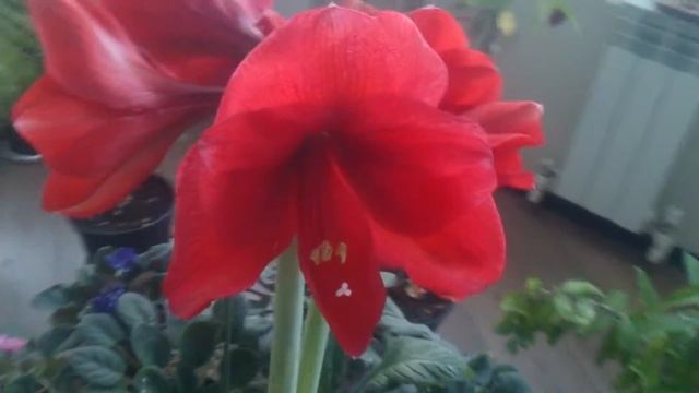 Мой сад Гиппеаструм смотреть онлайн