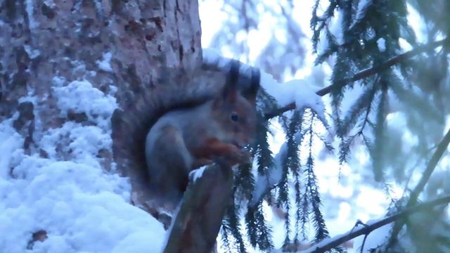 № 1898 27. 12. 2021 Орехи для белки смотреть онлайн