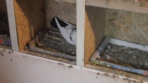 Бакинские голуби Исаева Василия в Астрахани!