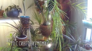 Сингониум. При групповой посадке в ящики что стало...