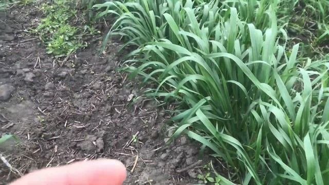 Шикарная пшеница с очень поздними сроками посева. Так в чем же проблема?