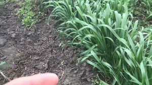 Шикарная пшеница с очень поздними сроками посева. Так в чем же проблема?