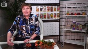 ЯГОДЫ РЯБИНЫ ? Рябина обыкновенная свойства ХиТСАД РУ
