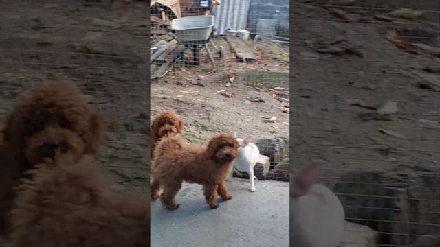пудели против чихуахуа питомник Кастропуло Крым гуляем #chihuahua #toypoodle