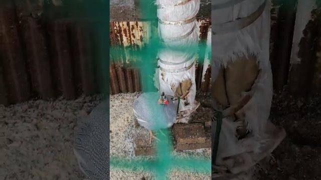 Домашнее хозяйство#цесарки смотреть онлайн