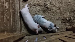 Суздаль.Горячие ключи.Щурово городище