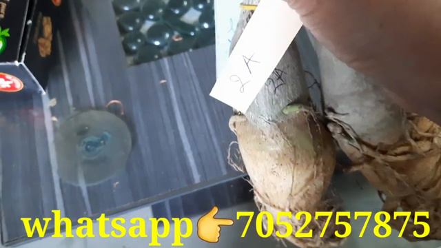 Adenium plants sale @nature home nursery, Grafted adenium plants with price, adenium plant online