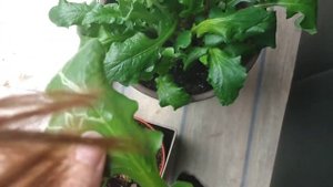 Минирующая моль на комнатных и садовых растениях. Что это такое и как бороться.