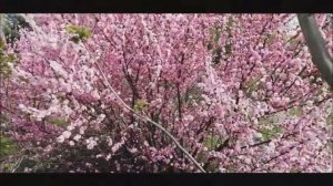 Красивая японская песня!!! Сакура цветет!!!