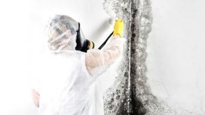 Как вывести домашнюю плесень