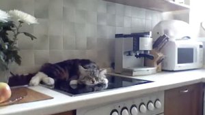 Кот возмущяется и бурчит