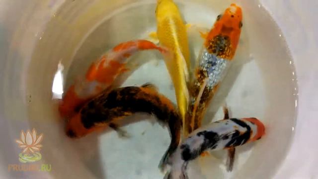 карпы кои - 15-18 см. Ещё несколько красивых расцветок, которые у нас есть