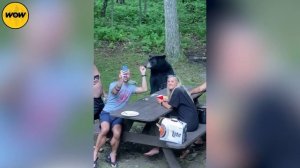 If You're Scared of Bears, Don't Watch This Video!