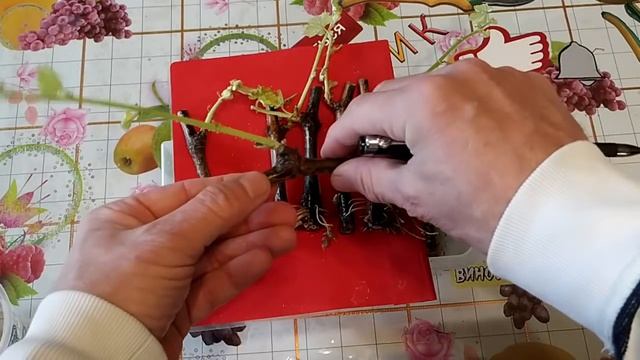 ? ОШИБКА. Укоренение одноглазковых черенков.  Укоренение винограда в темноте.