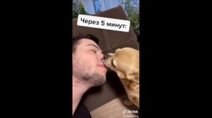Парень и чихуахуа часть 4 😂😂😂 / Тот Самый Парень и чихуахуа из Тик Тока