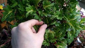 Колеус Ticled piscle. (Тиклед пикле, огуречный рассол).