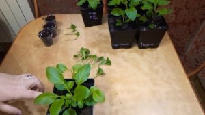 Тайдалы, Опера( ампельная  петуния) черенкование!!!!!!!!!!