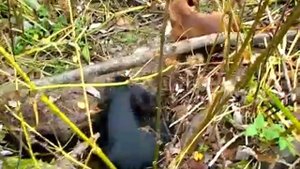 Такса! Охота на бобра!!!