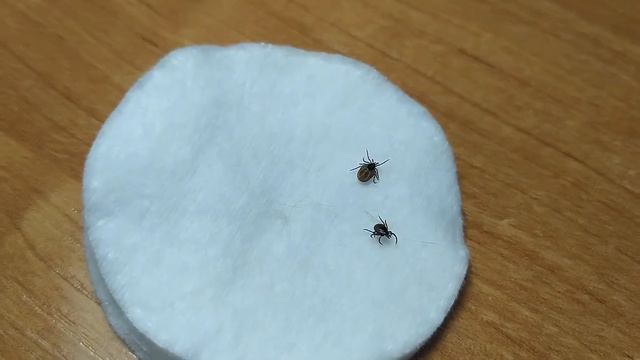 #клещ# Как выглядит клещ?Как удалять клеща?Снова клещ смотреть онлайн