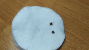 #клещ#  Как выглядит клещ?Как удалять клеща?Снова клещ